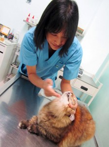 check-cat-health
