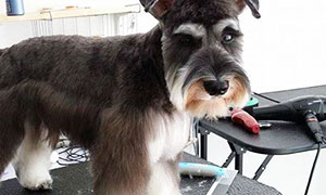 pet-grooming