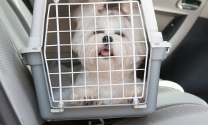 pet-taxi